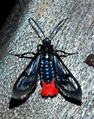 Phoenicoprocta vacillans