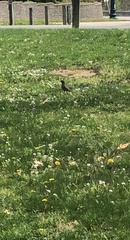 Turdus migratorius