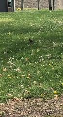 Turdus migratorius