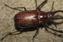 Sphaenognathus feisthamelii