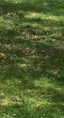 Turdus migratorius