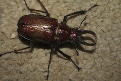 Sphaenognathus feisthamelii