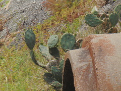 Opuntia bentonii