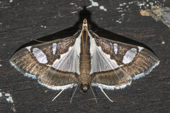Glyphodes