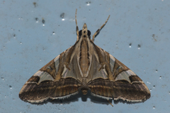 Agrioglypta