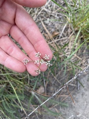 Lomatium geyeri