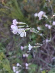 Silene longicilia