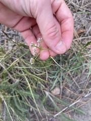 Lomatium geyeri