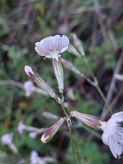 Silene longicilia