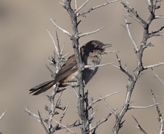 Asthenes dorbignyi arequipae