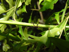 Crematogaster pilosa