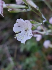 Silene longicilia