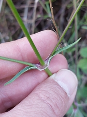 Silene longicilia