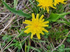 Takhtajaniantha austriaca