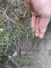 Lomatium geyeri