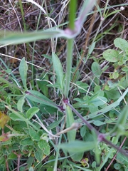 Silene longicilia