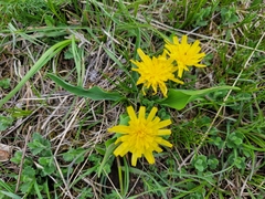Takhtajaniantha austriaca