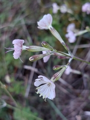 Silene longicilia