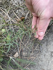 Lomatium geyeri
