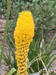 Bulbinella latifolia