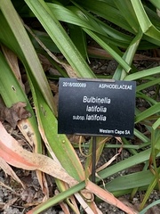 Bulbinella latifolia
