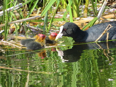 Fulica atra