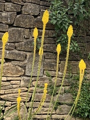Bulbinella latifolia