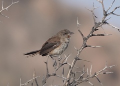 Asthenes dorbignyi arequipae