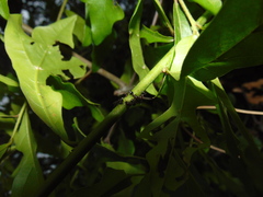 Crematogaster pilosa