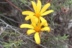 Osteospermum scabrum