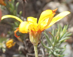 Osteospermum scabrum