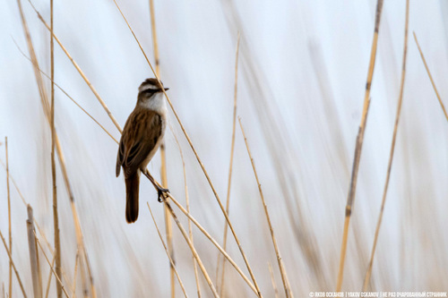 Moustached Warbler, Азовский р-н, Ростовская обл., Россия, photo 6 of 10