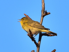 Phylloscopus trochilus