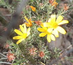 Osteospermum scabrum