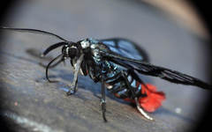 Phoenicoprocta vacillans