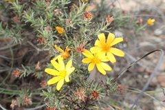 Osteospermum scabrum
