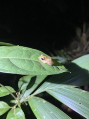 Diasporus diastema