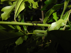 Crematogaster pilosa