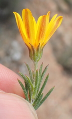 Osteospermum scabrum