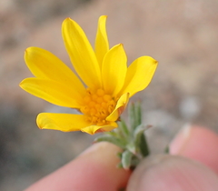 Osteospermum scabrum