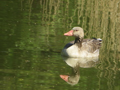 Anser anser