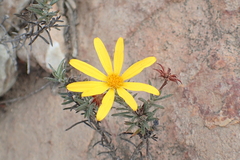 Osteospermum scabrum