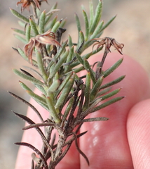 Osteospermum scabrum