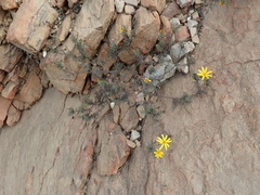 Osteospermum scabrum