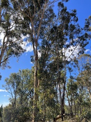 Eucalyptus wandoo