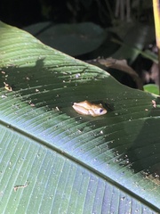 Diasporus diastema