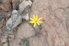 Osteospermum scabrum