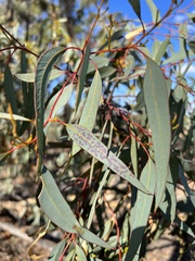Eucalyptus wandoo
