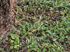 Junonia natalica natalica