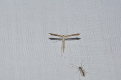 Stenoptilia pterodactyla